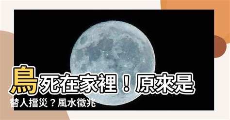 死鳥風水|【死鳥風水】家中出現死鳥？揭開死鳥風水背後的神秘面紗